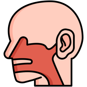 otorhinolaryngology ENT icon
